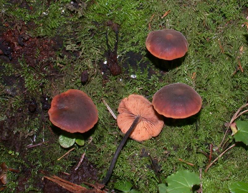 Macrocystidia cucumis